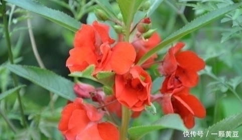 活血|路边无人问津的野花,是治咳嗽不止的良药,还活血祛湿,你认识吗