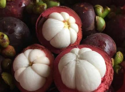 山竹吃完核别扔,埋进花盆此样做,分分钟变成超美的盆栽