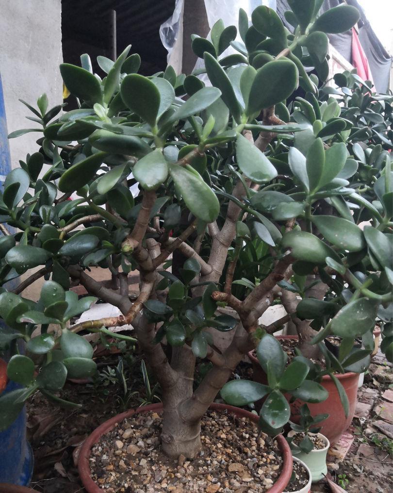 7种“娇气花”，10度还不拿屋里去，几天就冻死，只剩空花盆