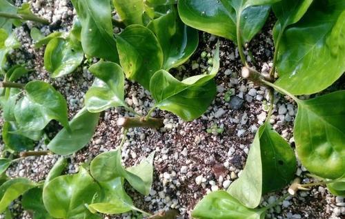 2种漂亮花,一根枝条就是一盆,生命力顽强开花美!