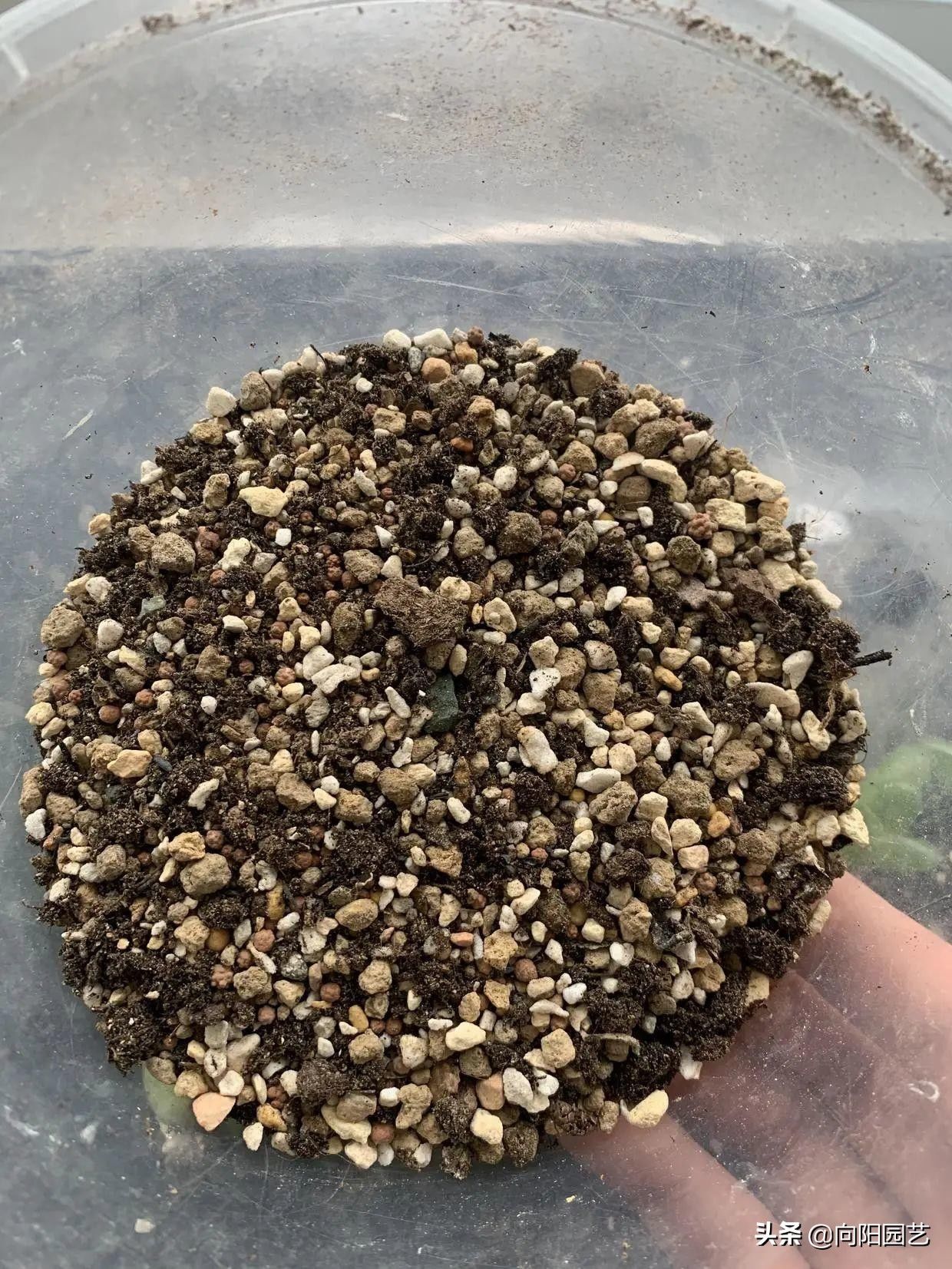 苗子|玉露也能叶插，时隔大半年，叶插成功了，分享扦插全过程