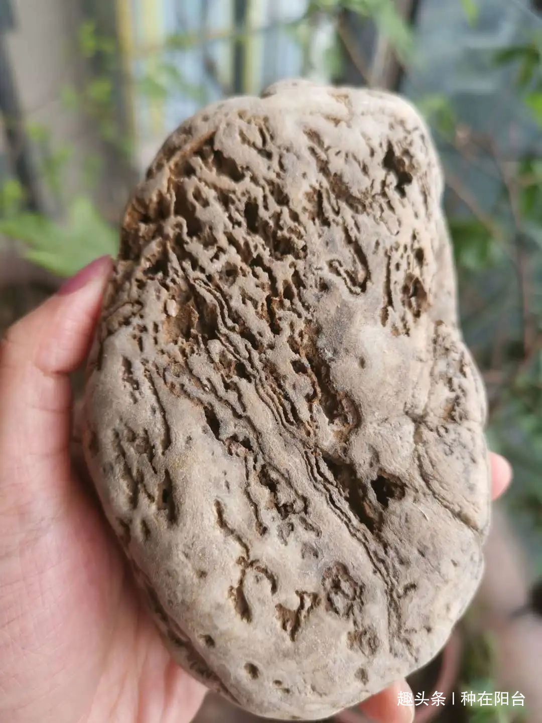 网篮|山水盆景不是非“水”不可,看山石与树木如何演绎一道山水盆景!