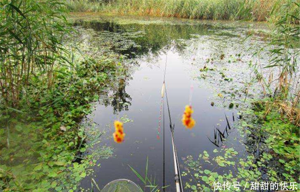 野钓大鲫鱼，遇上小鱼疯狂闹钩，可以试试这种钓法，适合小中取大
