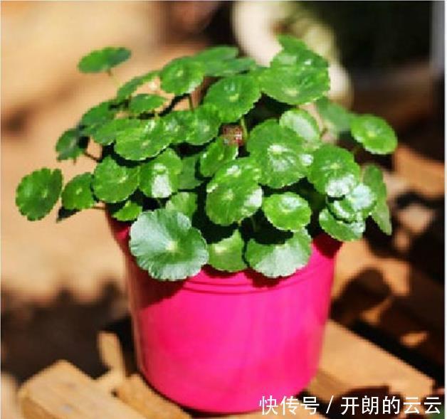 这些花，命太大，成桶成桶喝水，烈日下开花，开爆整个夏天