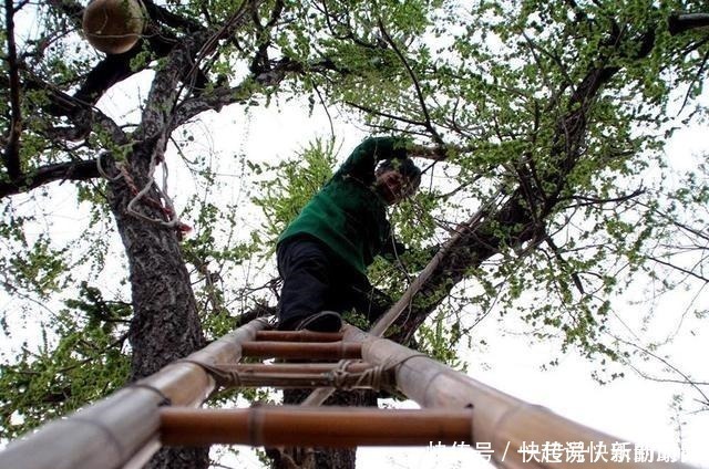  树上特有的一种野菜，过去当救命粮，如今7元一斤成稀罕货