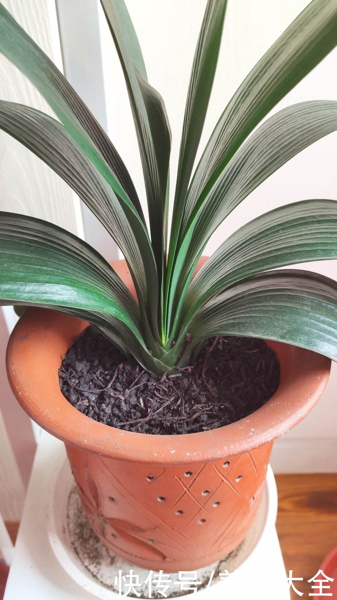 花花|冬天光照差,就养这6种耐阴植物,家里没光也能开花