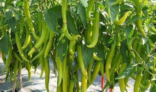 买青椒时,如何区分辣的和不辣的教你几招,以后别再选错了