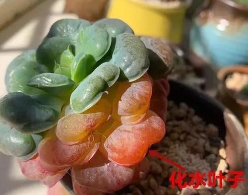 养多肉，这些地方“亮红灯”就得趁早换盆