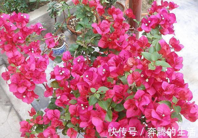 叶施|三角梅开花越来越少,是“它”在作怪,盆里撒1把粪,下次开爆盆