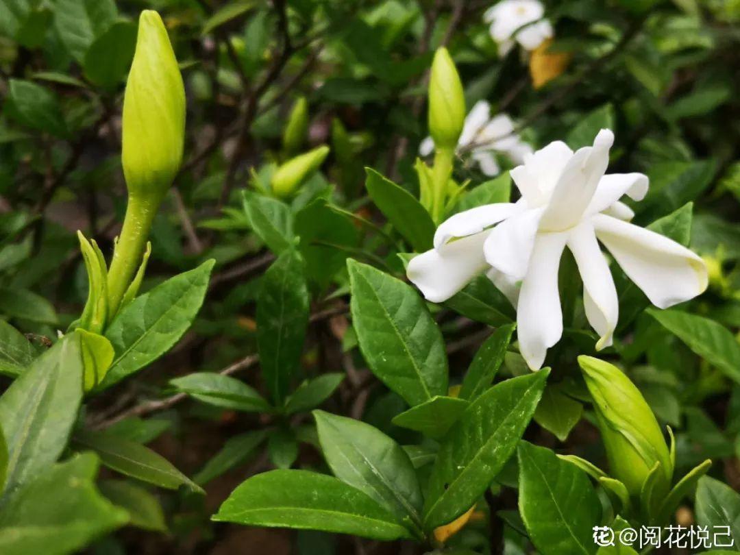 营养液|马上进入花期的花，10天一次肥，下个月就开花