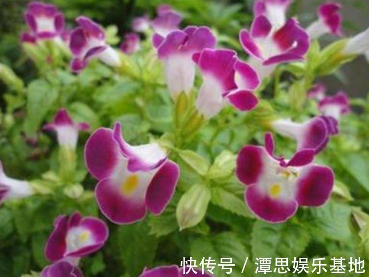 4款艳美的花卉，花大色艳花期长，漂亮有才华，还特别好养