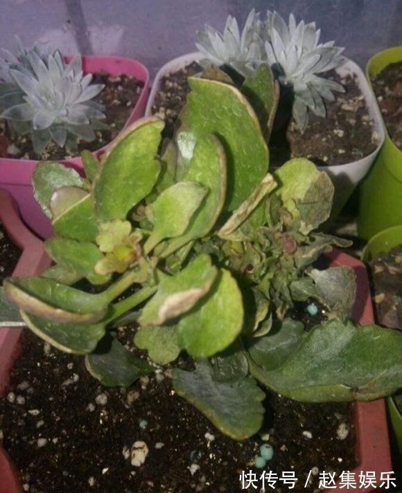 长寿花干瘪瘪改了3个小错误,新芽嗖嗖窜,爆花很简单