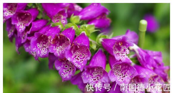 唐宇傲狮|农历7月30日开始，养花养个耐看的，花儿开成满天星，便宜又好养