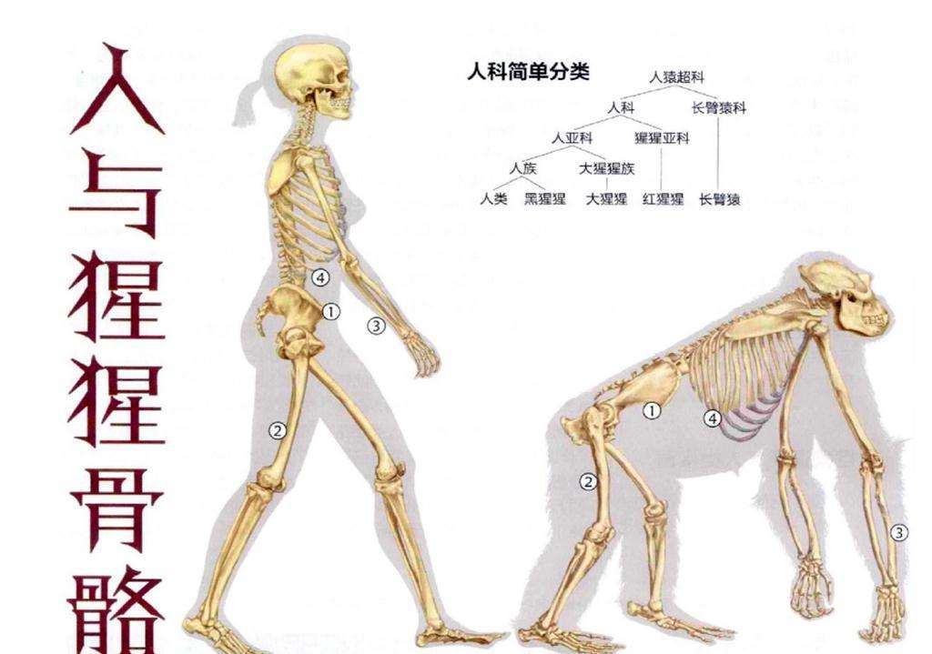 直立人|为什么动物分娩后代那么轻松,人类生孩子却疼得撕心裂肺?