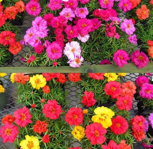  夏天|这款花卉40度高温也能爆盆，花色丰富，落地就能生根，很值得拥有