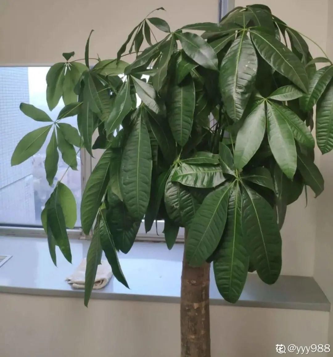 香味|卧室不能养的花,对身体有大危害,一盆也不行