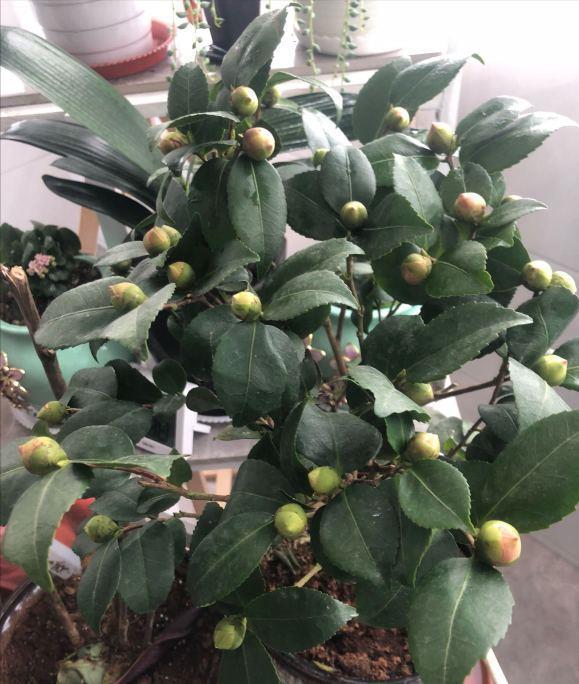 玛格丽特|6种漂亮花，秋天千万不要“乱修剪”，影响一年开花量