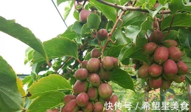 好吃|软枣果树种上两棵,好养易活,比普通水果好吃,营养多,市场好!