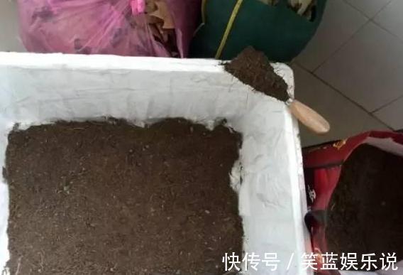 养多肉缺少腐殖土怎么办学会自制小技巧,轻松配出万能养花土
