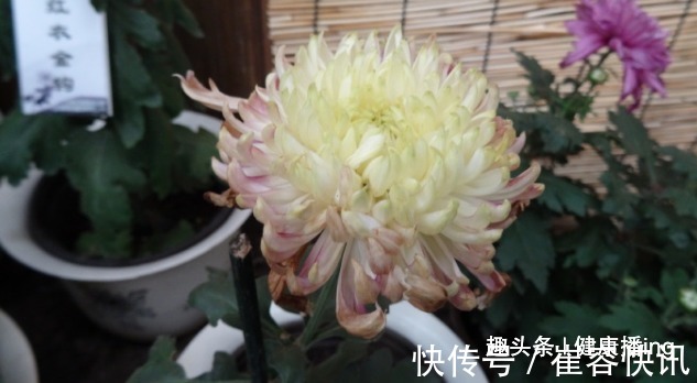 喜欢菊花,不如养盆优良名菊“唐宇云霄”,清新之美,气质典雅!
