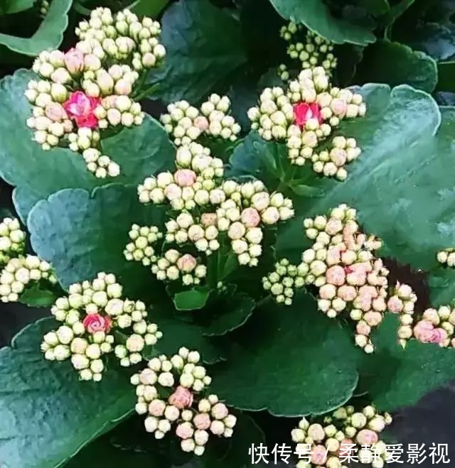 长寿|长寿花不长花苞怎么办，用点小技巧，花苞蹭蹭的冒