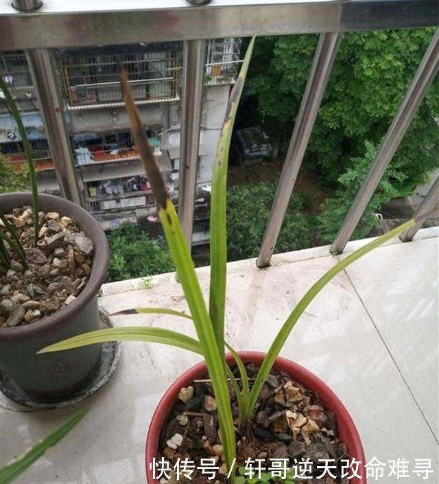 兰花叶片焦尖,剪了还往下焦,5个方面下手来解决!