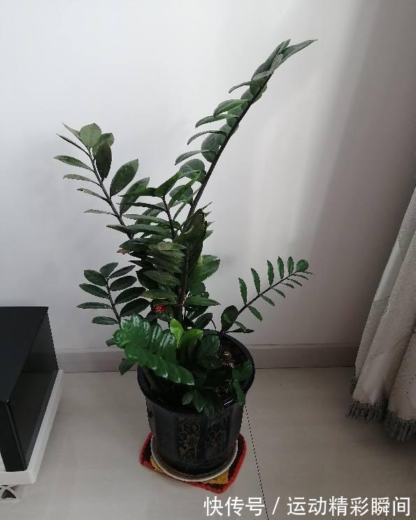 养护|家里摆一盆金钱树,招财进宝寓意好,长得壮福气旺