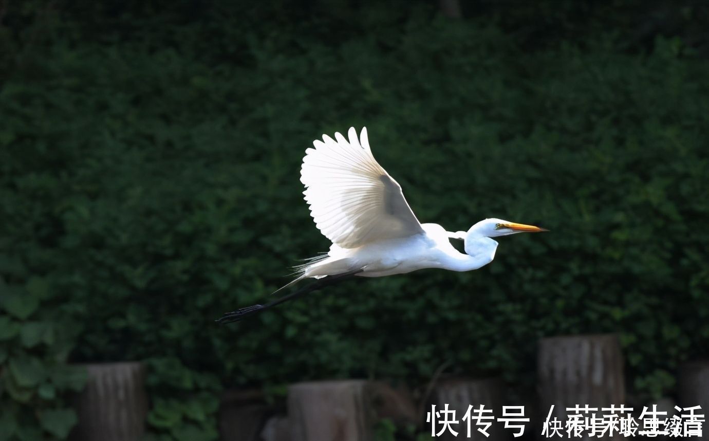 张文姬&南朝女诗人的一首小诗《沙上鹭》，读之激励人心