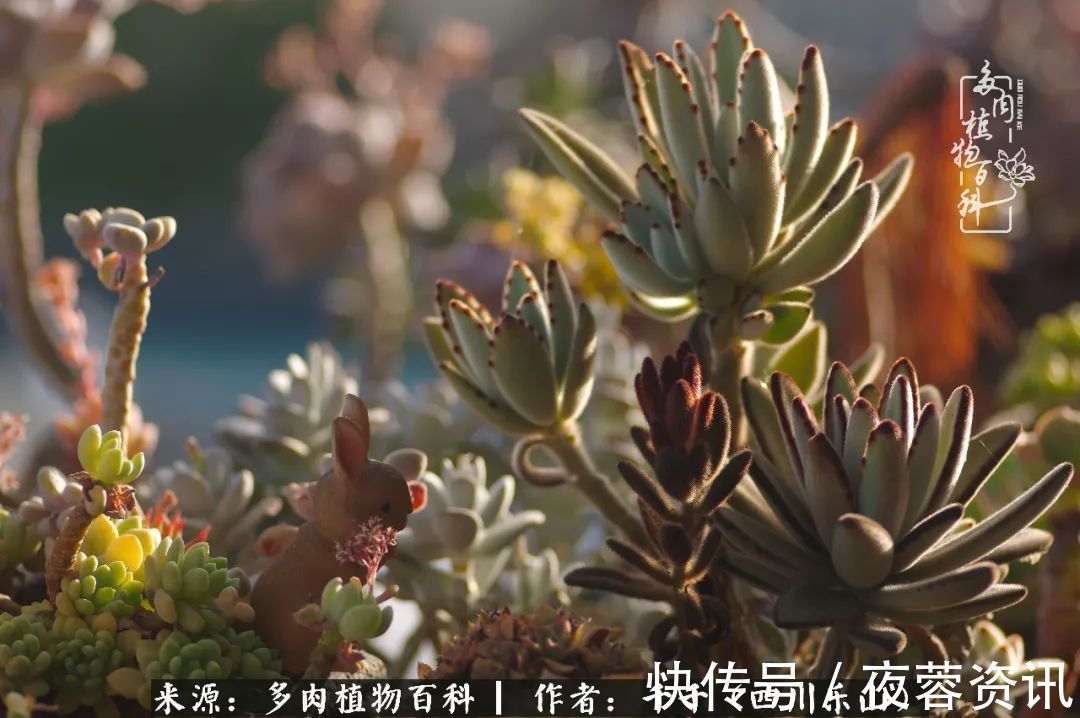 夏天|夏天日晒雨淋,秋老虎来势汹汹,你的多肉准备好逆袭了吗