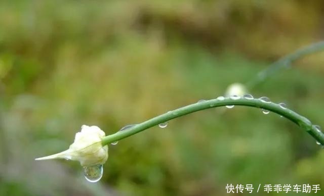 春季“头道鲜”,地道上海宁必吃!春季“头道鲜”,地道上海宁必吃!