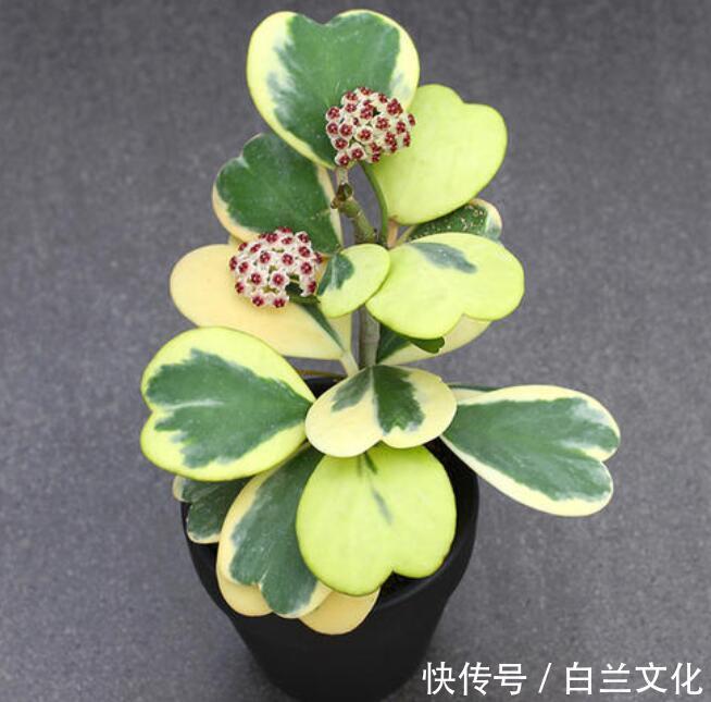 什么黄豆水、淘米水都不如“它”，1勺就爆盆，不用发酵无异味！