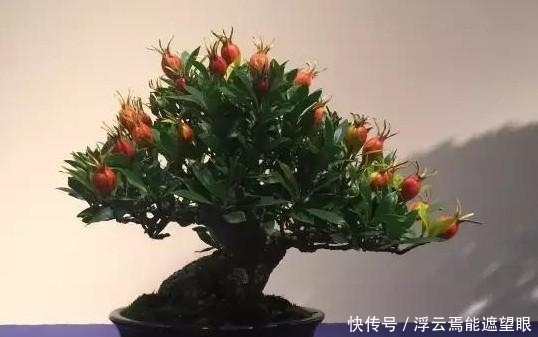 玩盆景必须学会的上盆技巧,这些方法要知道!