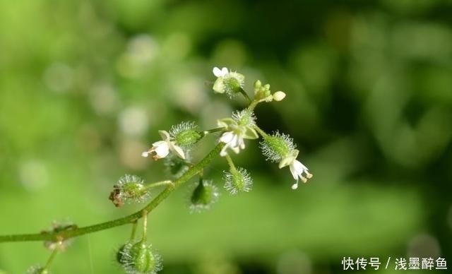 高山露珠草|在农村的石板上常见的一种草，它是天然的助眠利器！您认识?