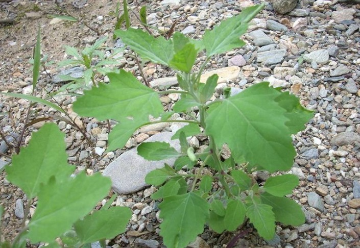 蒲公英|农村的这几种野菜，利尿消肿、养肝护肝，多吃没有坏处！