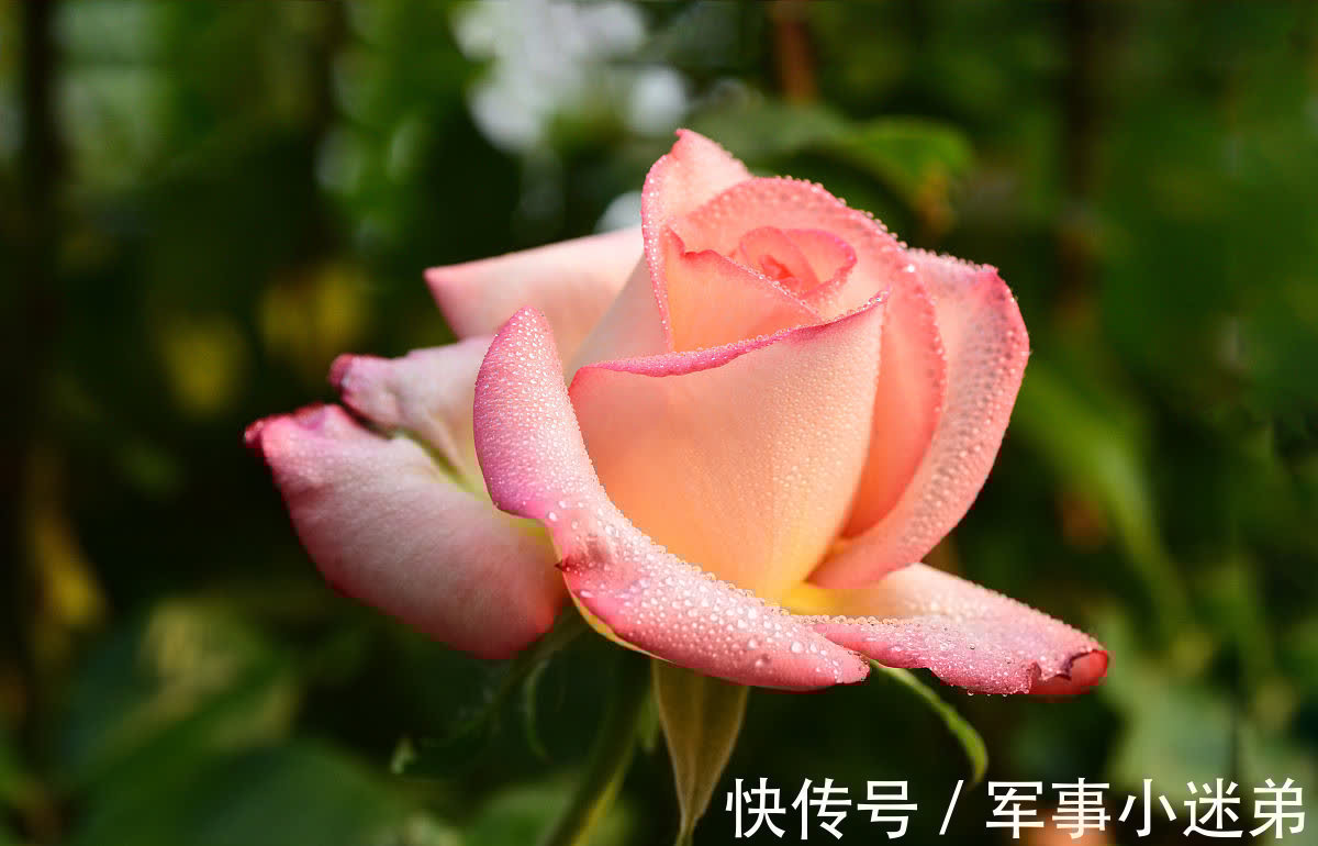 10月养1种花，冬季零下15度也不怕，来年花期长达春夏秋3个季节