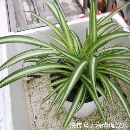 绿萝、吊兰变异了这些品种,你未必都见过!