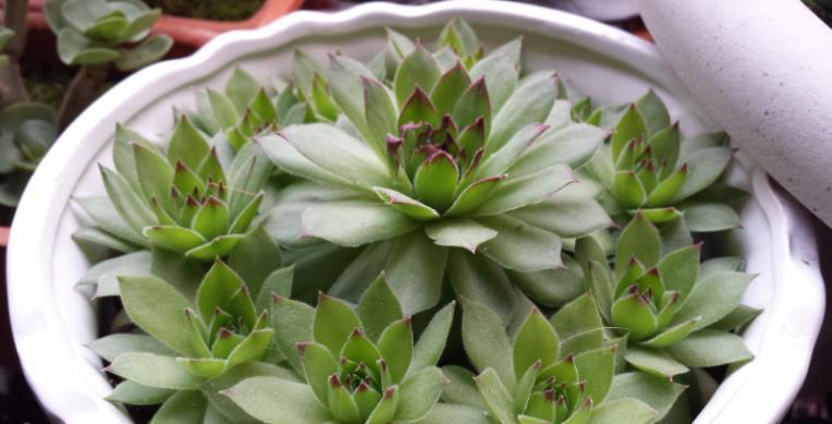 光照|多肉度夏难易招虫?选这3款普货盆栽,漂亮,还不用费神照顾