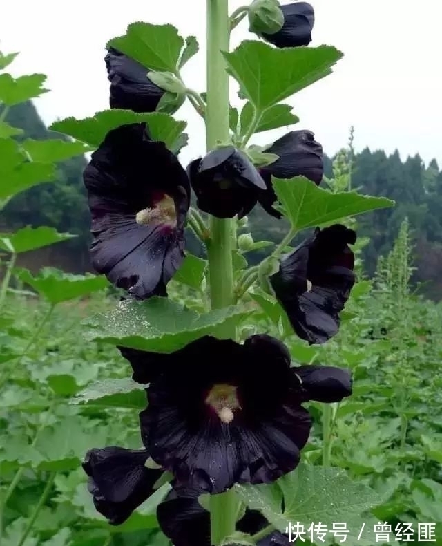 盘点:20种世界上最黑的花,黑的美,黑的妙,黑的呱呱叫