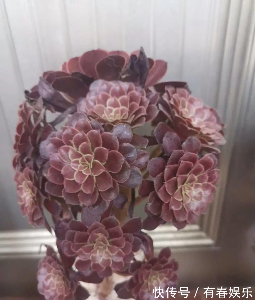 现在养花要重剪,剃光头,撸光叶,越狠越爆盆