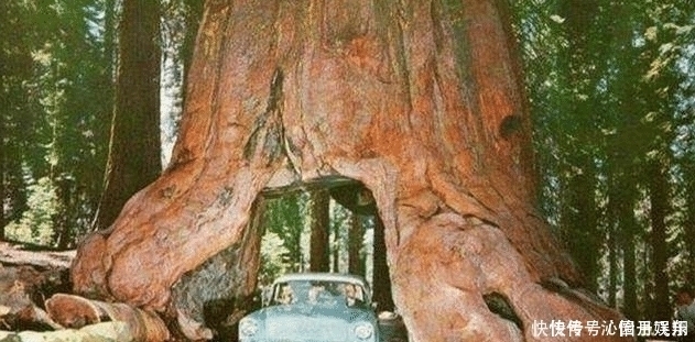 世界上最大的一棵树，总重量超过2800吨，树龄已经3500岁