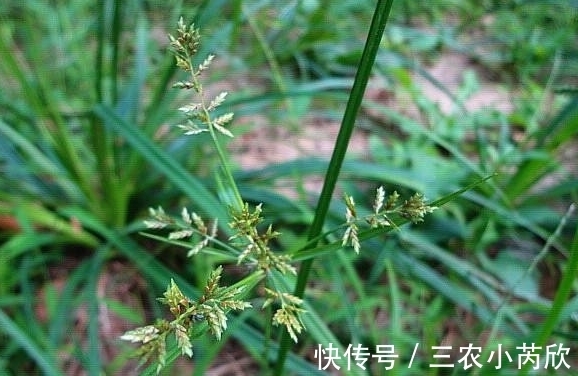 外表|农村一像牛筋草的野草,外表平平,根却价值很高