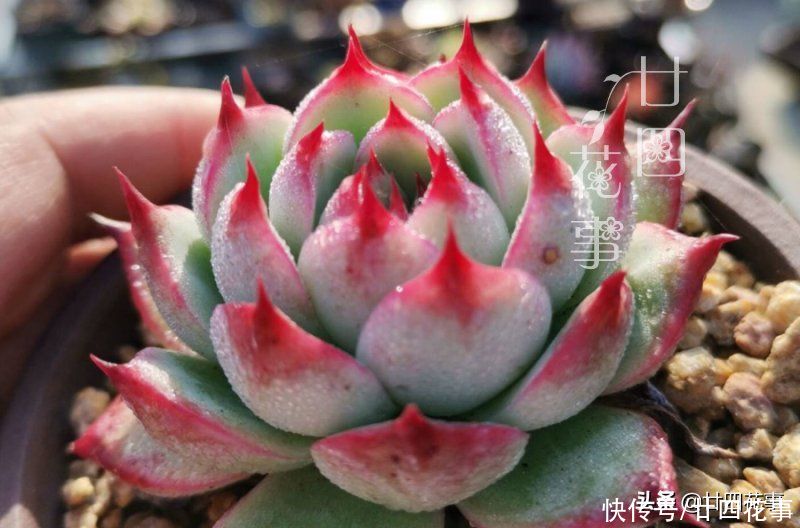 多肉植物|多肉度夏难，常见8种“死法”，积极预防管住手，别在夏天收空盆