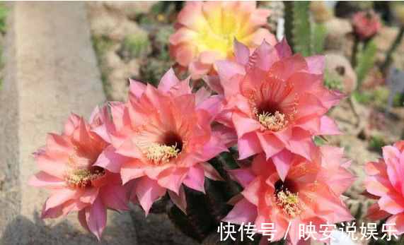 球属|见过“仙人球”开花吗想要开出漂亮的花，掌握3点就够了，美！