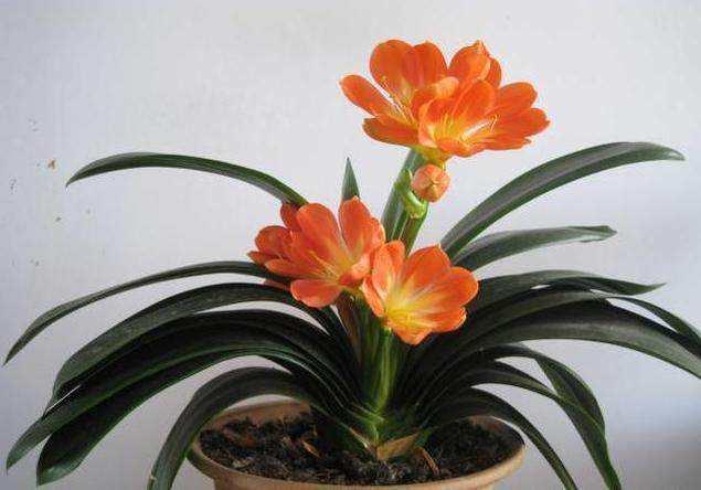 君子兰长的歪歪扭扭的酸奶箱上撕下块纸壳子,一个月就可以恢复