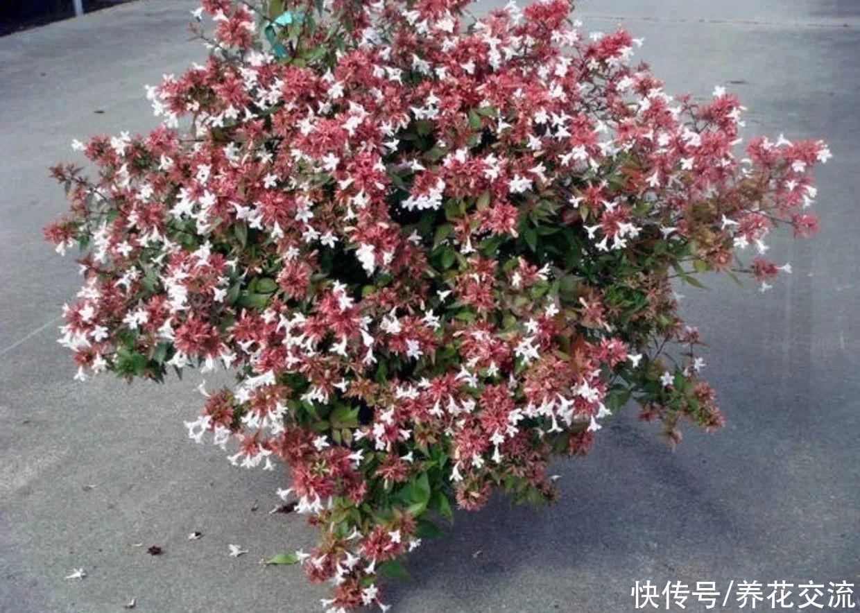 盆栽|花开灿烂的六道木，养成盆栽也好看，来看看不同的品种