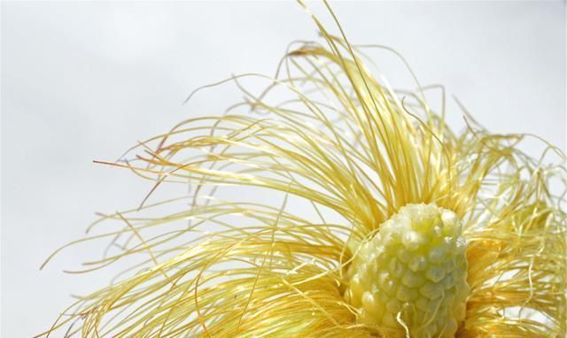 黄芪和它是“最佳搭档”,泡水喝,保护血管,肝肾可能“报答”你