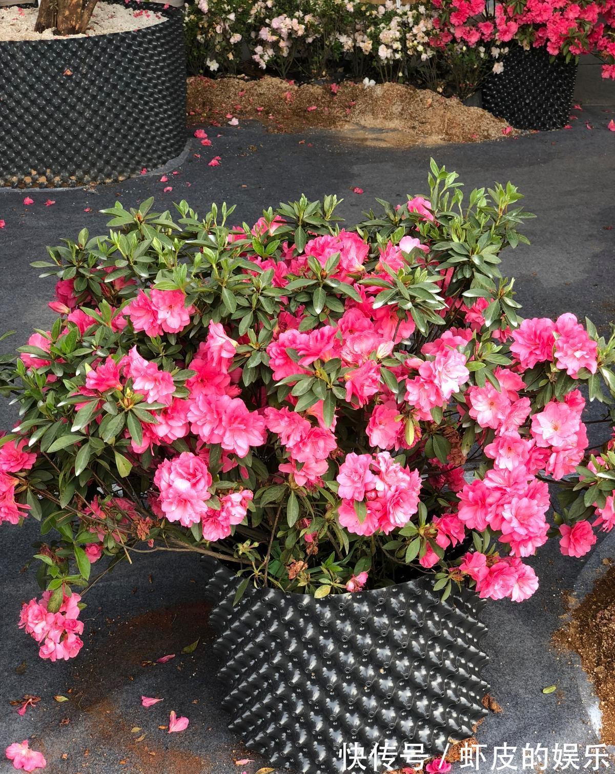 7种“勤快花”,就是“花机器”,365天开不败,从来不嫌累