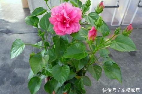 阳台养花草盆栽,秋冬该如何浇水?学会2招干湿判断技巧就够了