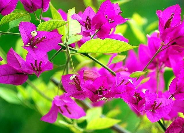 三角梅小苗，施肥选择好，让它根系变强大，枝繁叶茂，花开爆盆