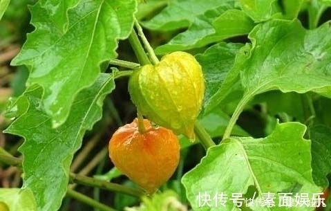 红菇娘|农村一种像灯笼的野草,含在牙疼处,几分钟后就能消除牙痛